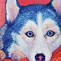 Siberian Husky