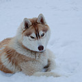 Snow Dog III